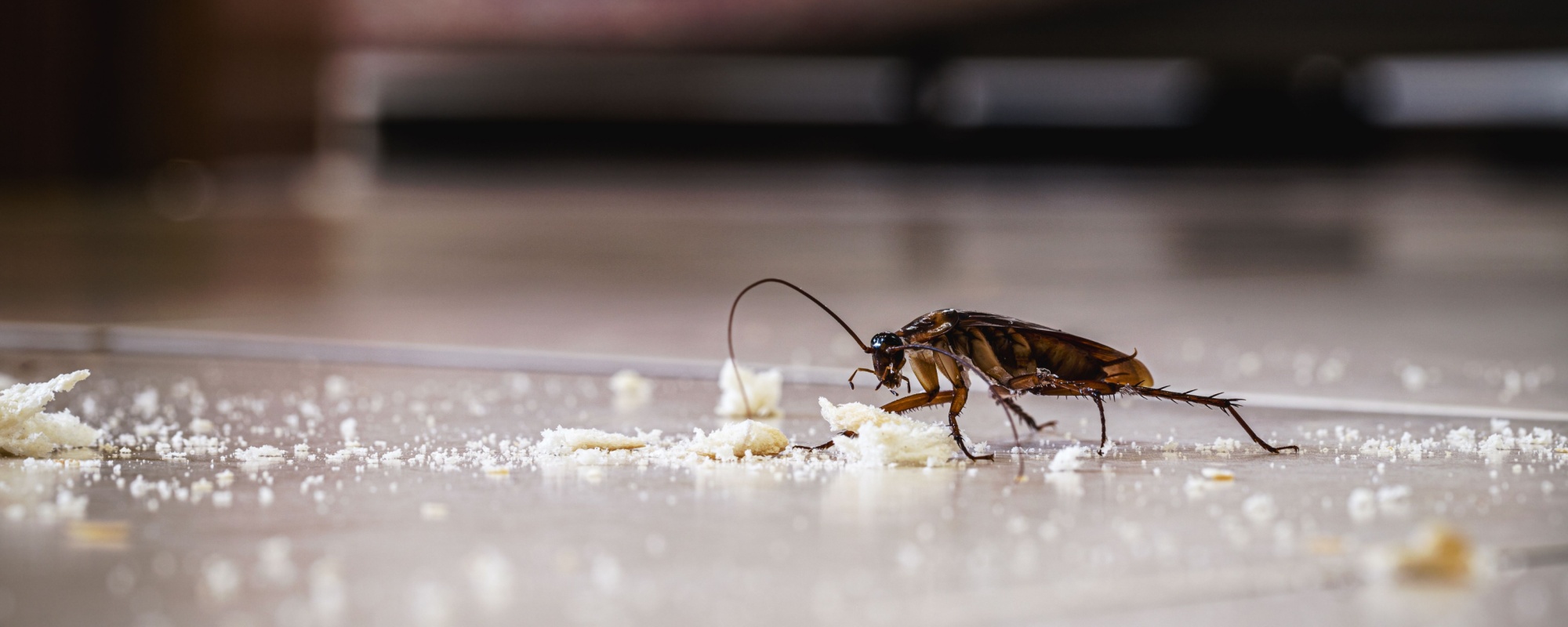 Are Cockroaches a Problem for Homeowners in Seabrook, TX?