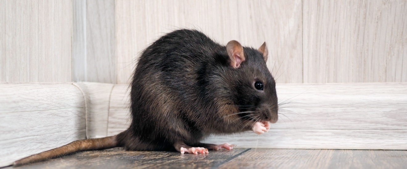 Who Should I Hire for Rodent Control in Seabrook?