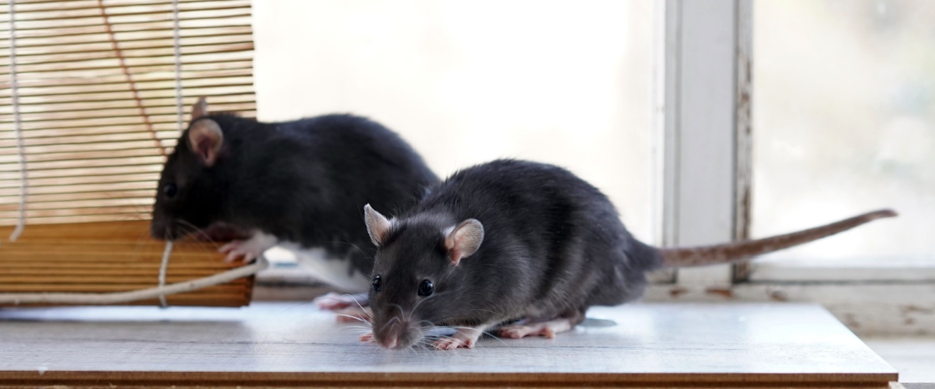 Will Rodents Cause Damage to My Home?