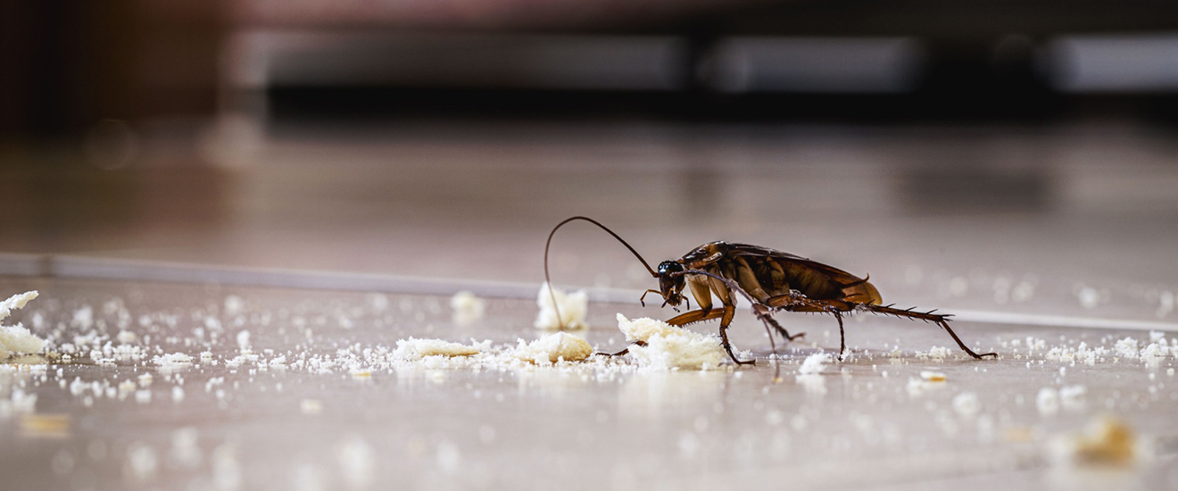 Are Cockroaches a Problem for Homeowners in Seabrook, TX?